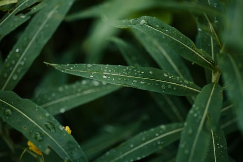 工厂, 樹葉, 水滴 的 免费素材图片