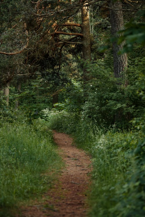 Foto d'estoc gratuïta de arbres, bany de bosc, bosc