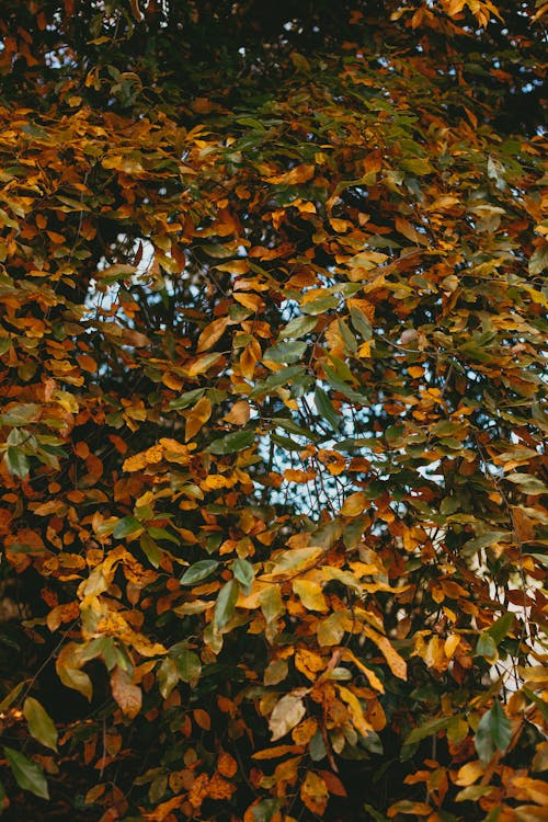 Foto profissional grátis de ao ar livre, árvore, bordo