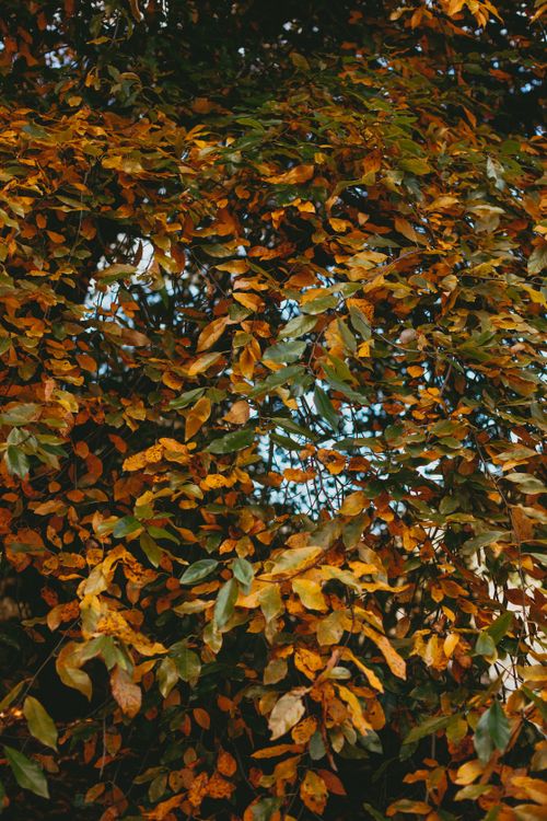 Free A lush display of autumn leaves in vivid colors, perfect for seasonal themes. Stock Photo