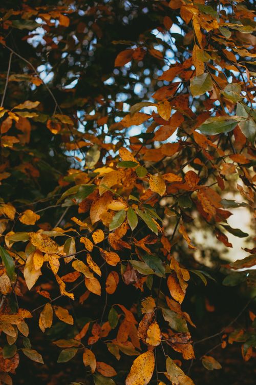 Free Beautiful autumn leaves in warm sunlight showcasing vivid fall colors and seasonal beauty. Stock Photo