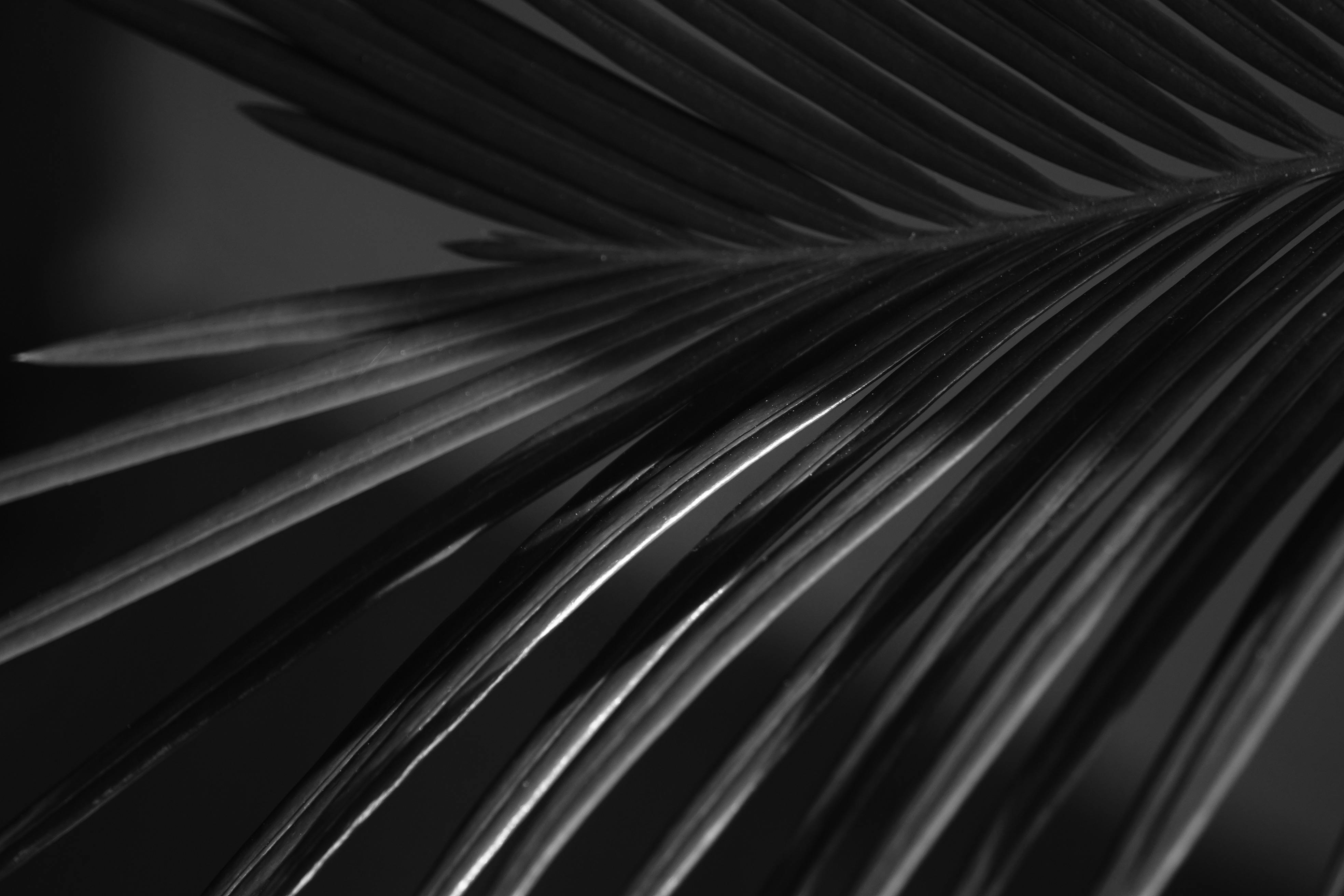 Gratis Fotos de stock gratuitas de abstracto, arte botánico, arte mural Foto de stock