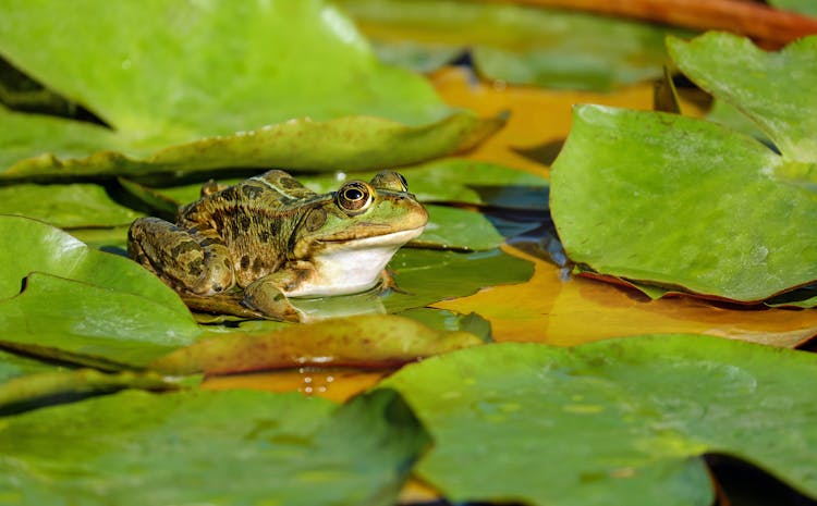 Close-up Of Green Frog