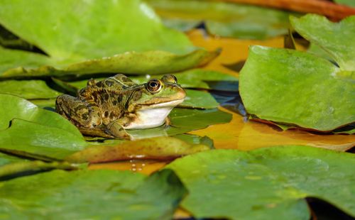 Free Close-up of a green frog on lily pads in a natural aquatic habitat. Stock Photo