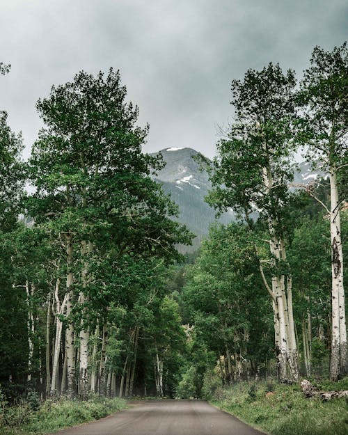 aspens, bulutlar, dağ içeren Ücretsiz stok fotoğraf
