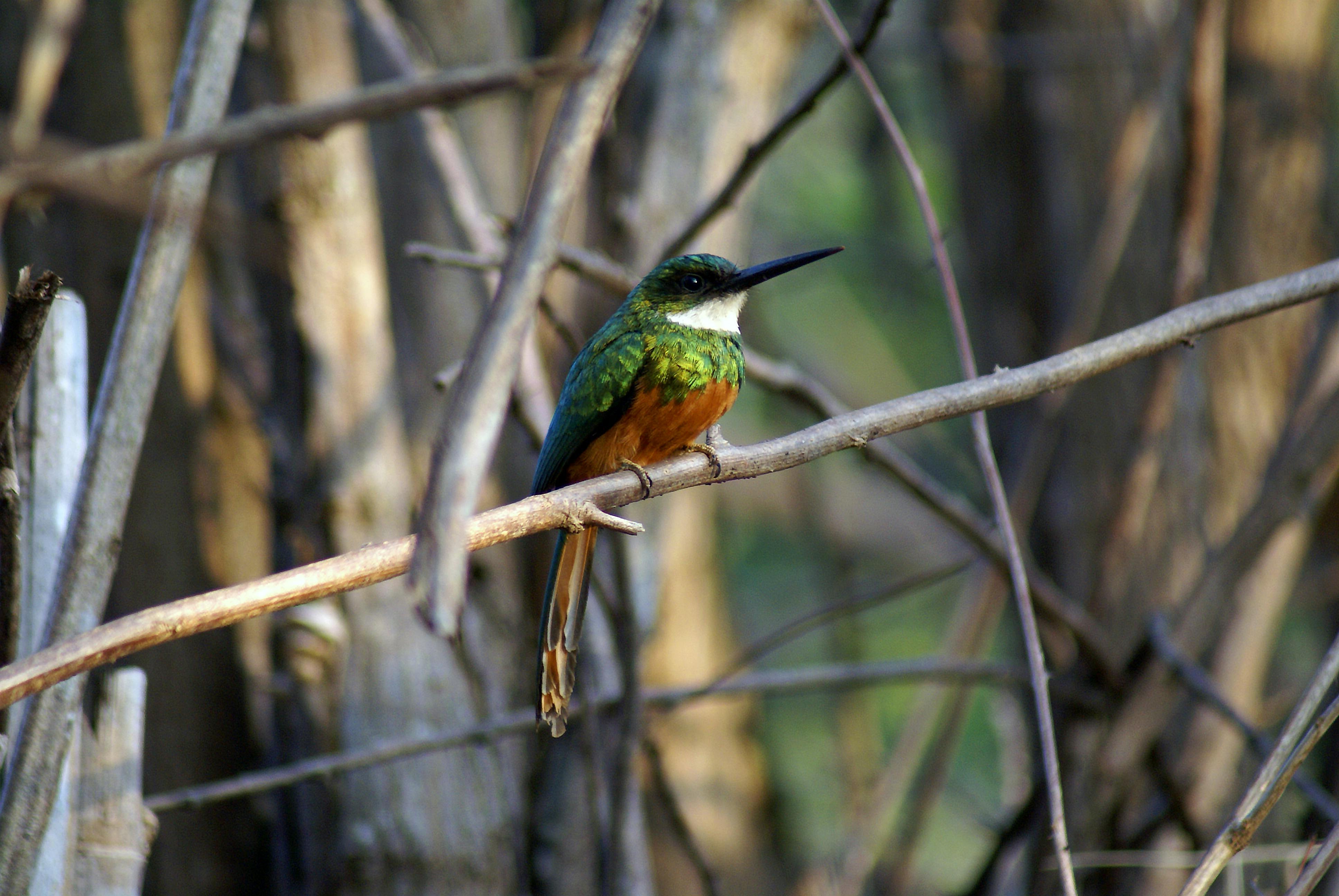 Foto de stock gratuita sobre animal, árbol, colibrí