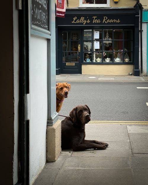 店の外で待っている2匹の犬