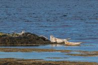 Group of seals resting on rocks by the sea, showcasing natural wildlife behavior.