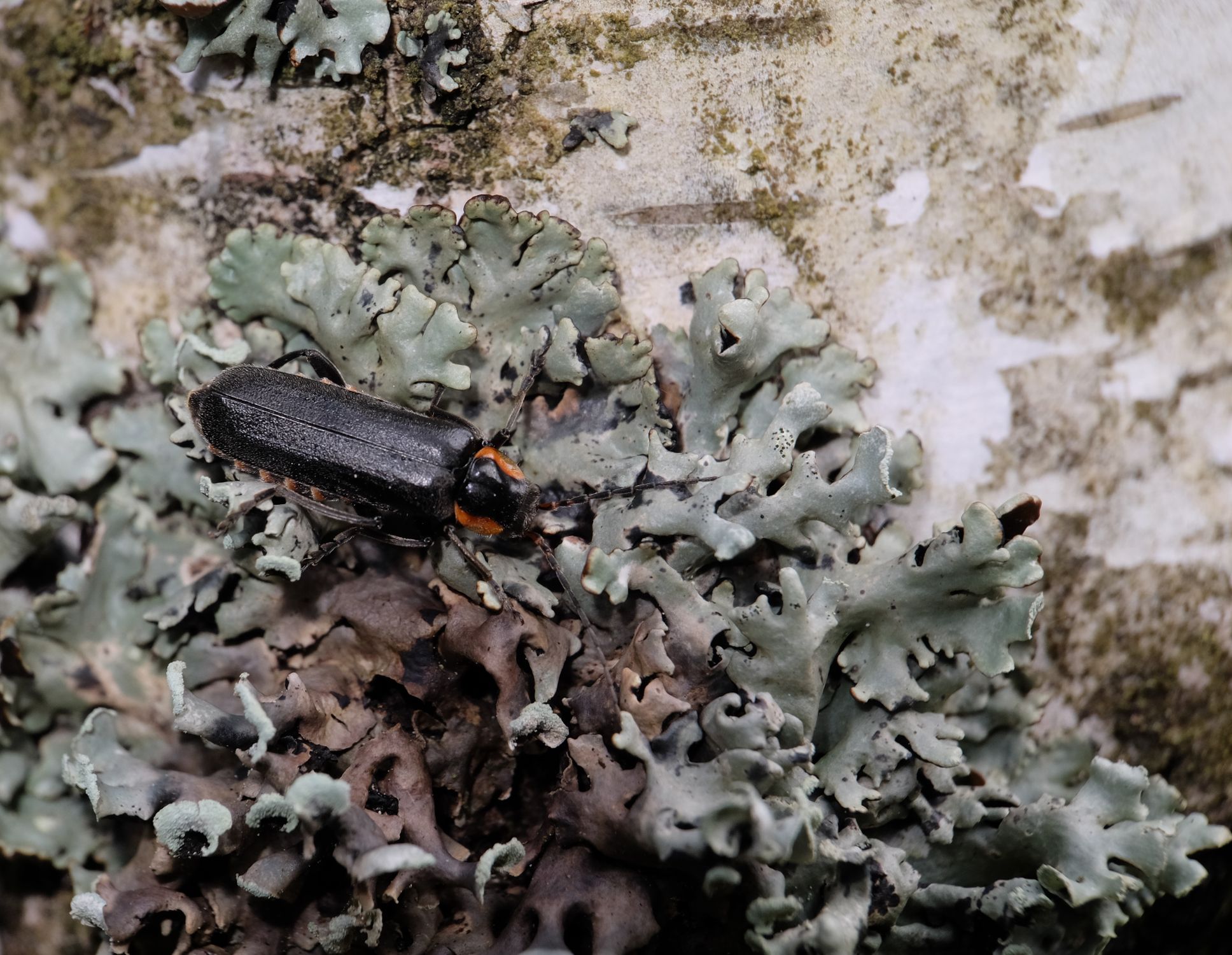 Cow Bug Rocks A bug is sitting on some mossy rocks · Free Stock Photo