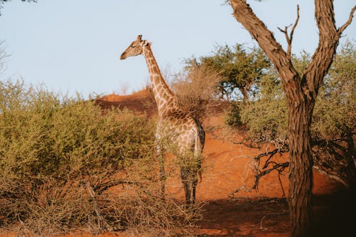Бесплатное стоковое фото с Африка, африканская дикая природа, африканский