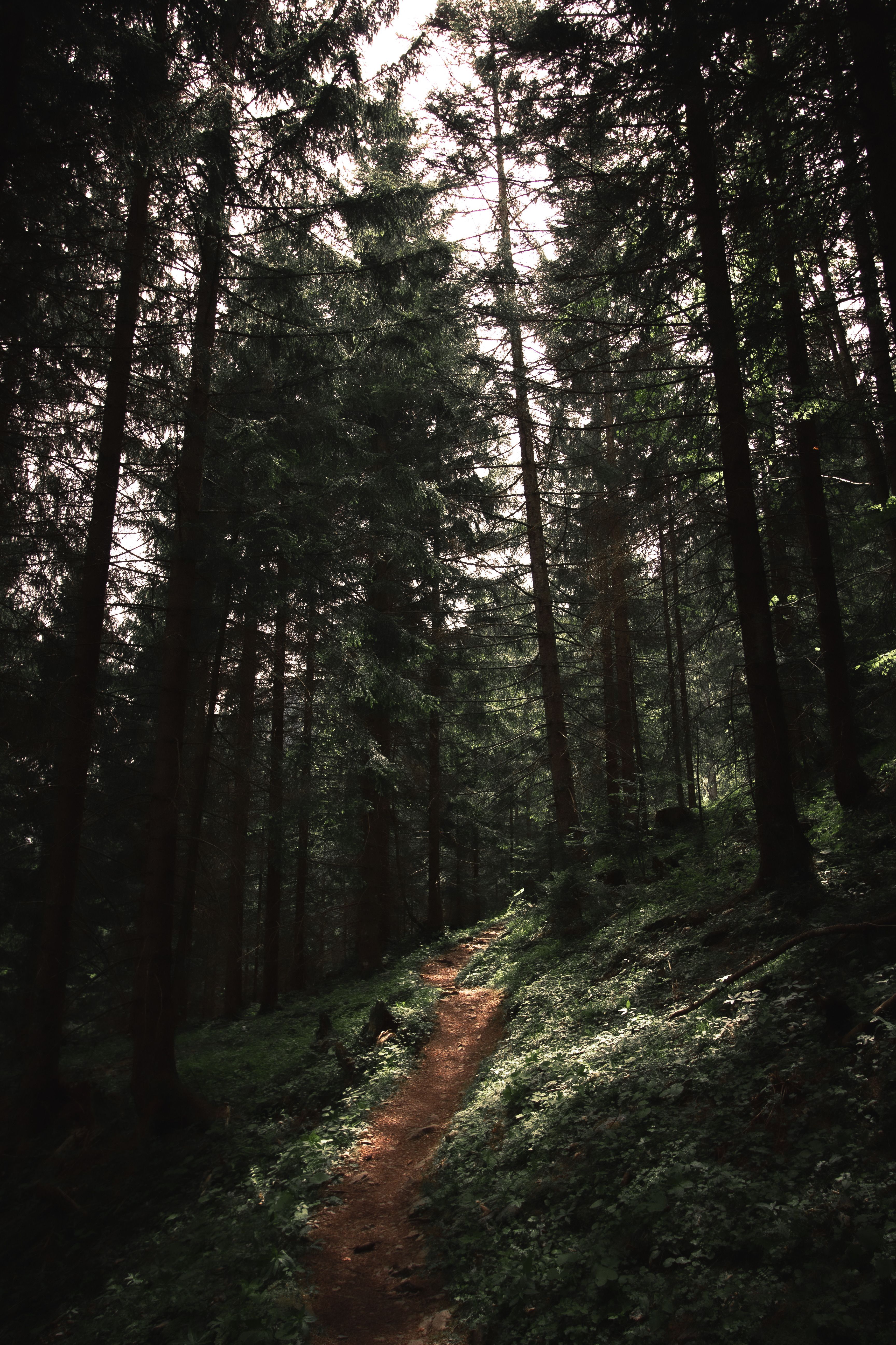 Discover a serene footpath in the lush forested landscape of Austria, perfect for nature lovers.