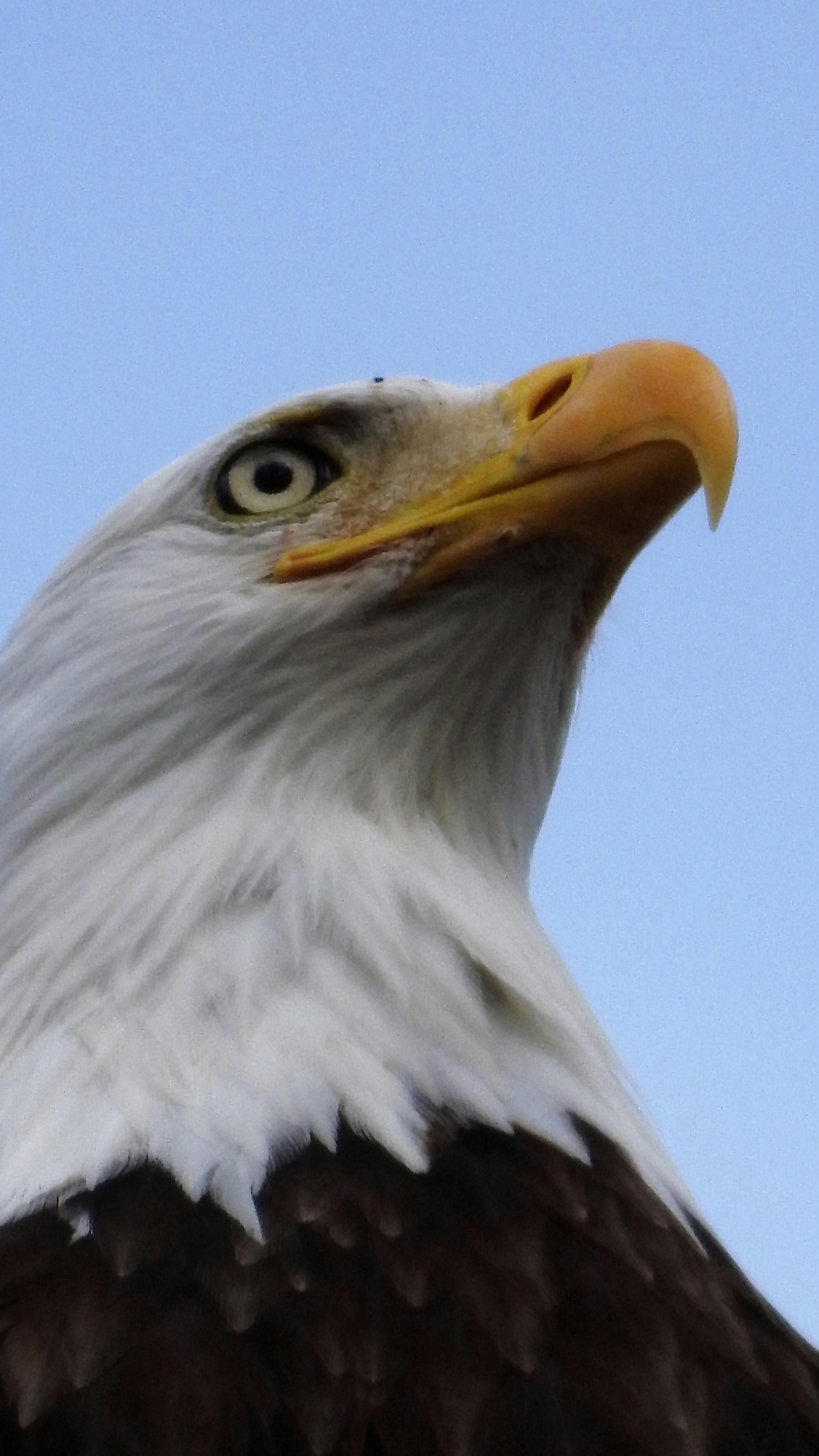 Foto Stok Gratis Tentang Burung Burung Elang Burung Pemangsa