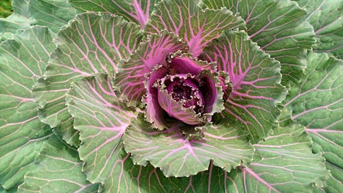 Close Up Photo of a Green with Purple Cabbage 