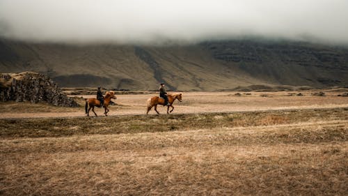 Kostenloses Stock Foto zu animal, bauernhof, cowman