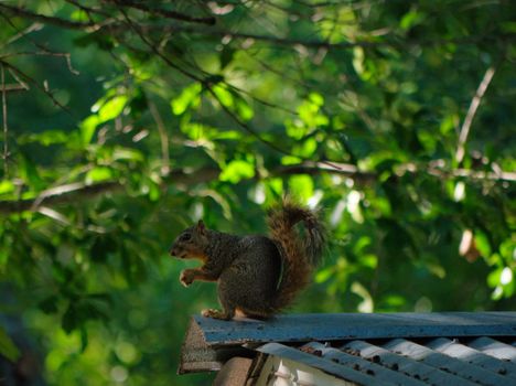 squirrel on roof edge