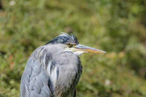 Foto profissional grátis de animais selvagens, animal, animal emplumado