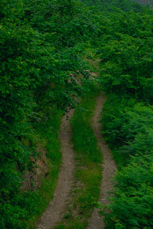 dağ ormanı, orman, toprak yol içeren Ücretsiz stok fotoğraf