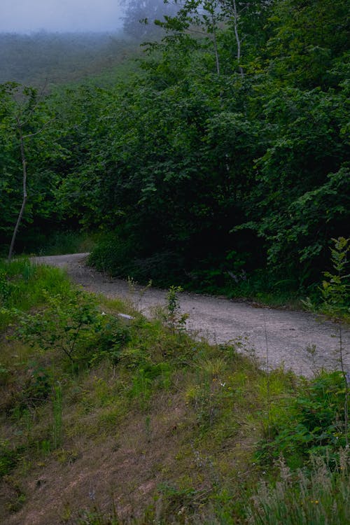 녹색, 비포장 도로, 산림의 무료 스톡 사진