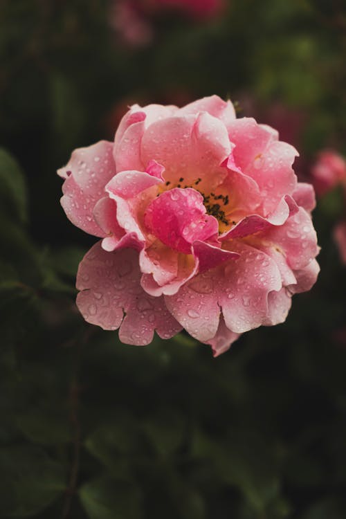 คลังภาพถ่ายฟรี ของ กุหลาบสวน, กุหลาบสีชมพู, ดอกกุหลาบสีชมพู