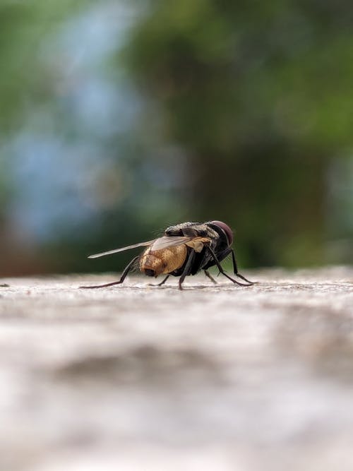 Foto profissional grátis de insetos, mosca, mosca-de-casa