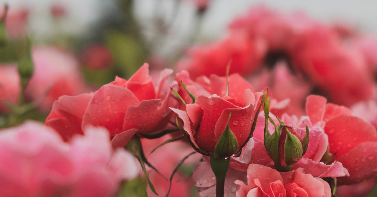 Pink Roses in Nature · Free Stock Photo