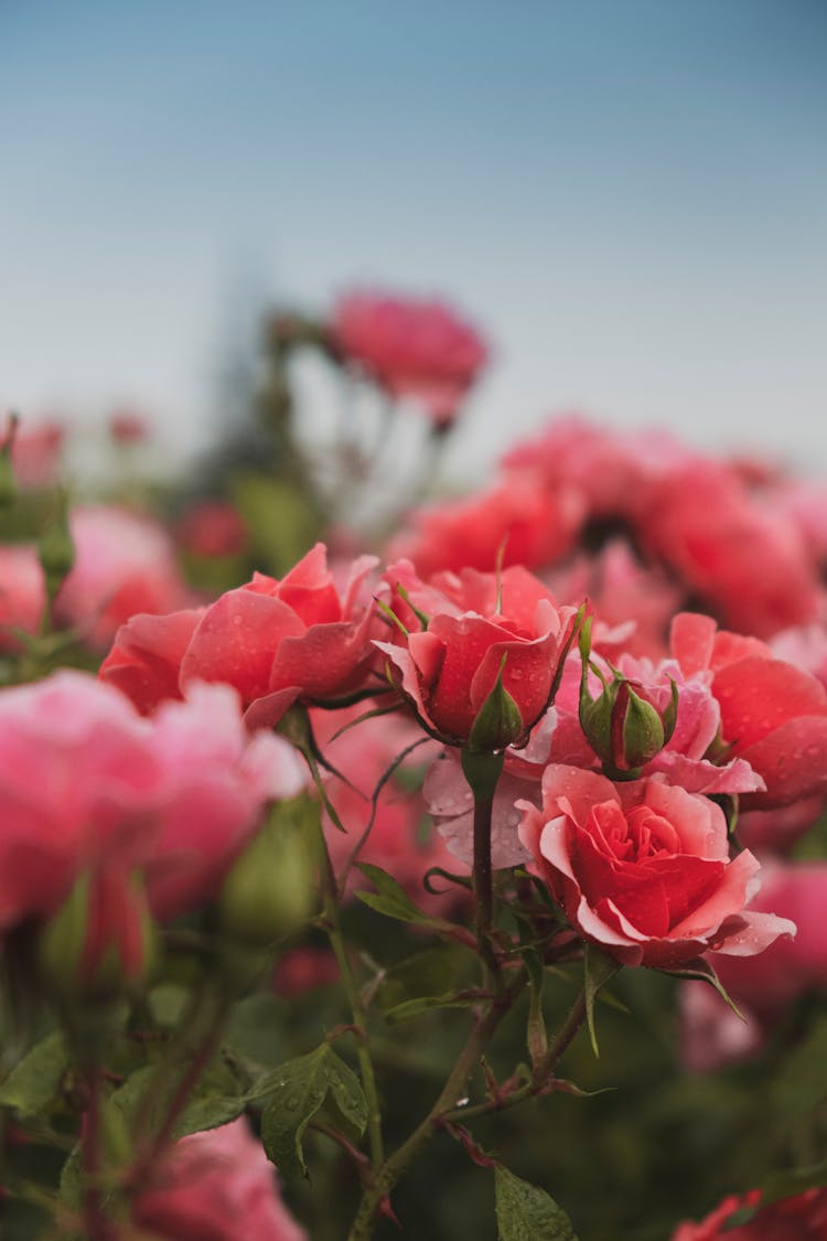 Pink Roses In Nature