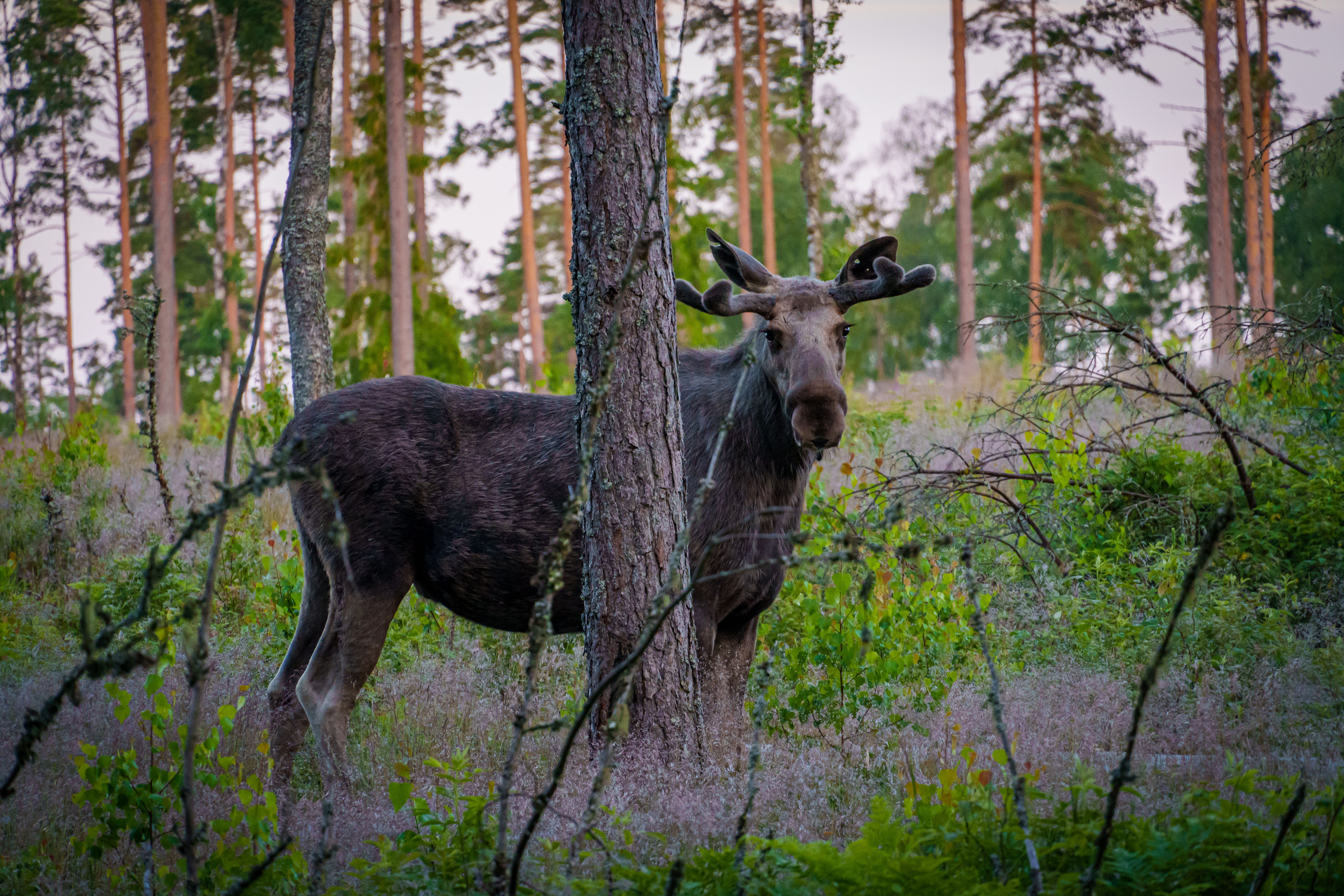Moose Tour