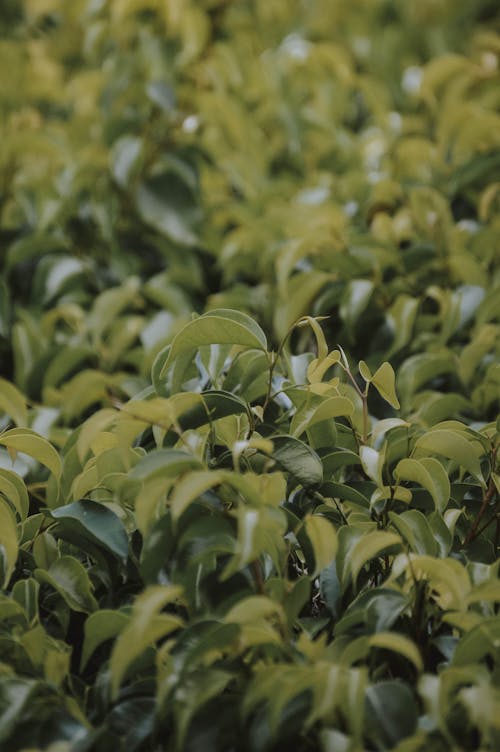 Free stock photo of green, green leaf, life