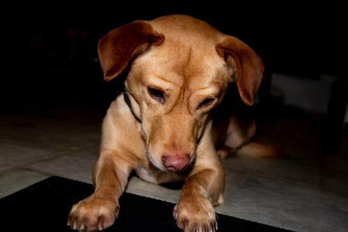 Free stock photo of corgi, dog, doggo
