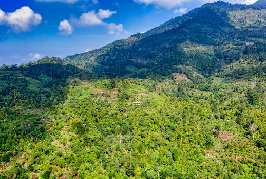山坡上森林郁郁葱葱，天空清澈，非常适合自然爱好者