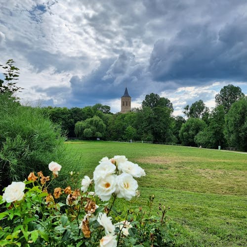 Photos gratuites de aime ça, ambiance d'été, arbres