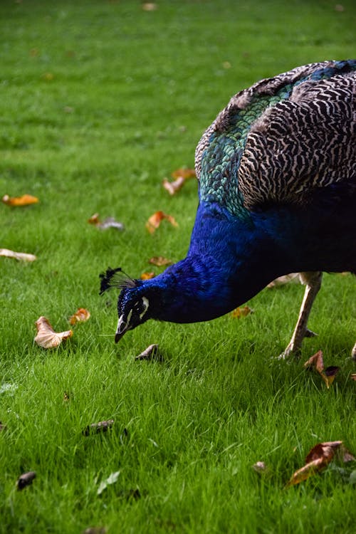 A peacock is eating grass in the grass