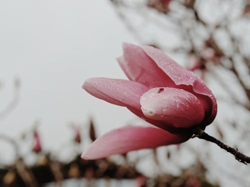 De franc Closeup Photography of Pink-petaled Flower Foto d'estoc
