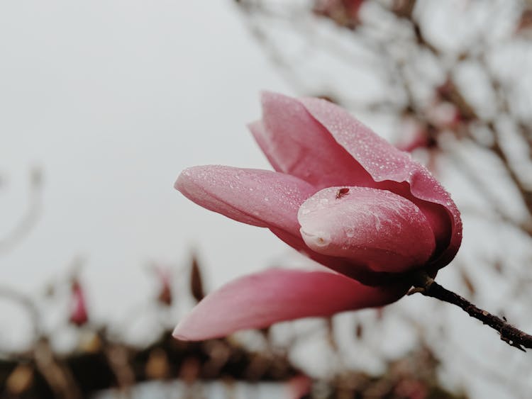 Pink Flower With Water Droplets