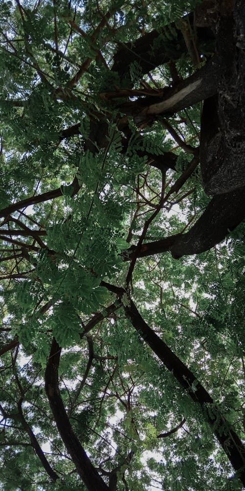 Foto d'estoc gratuïta de arbres, fulla, verd