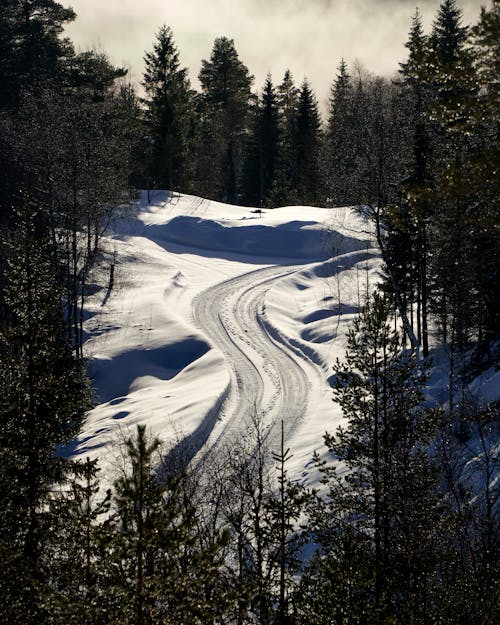 A glistening, snow-covered road winds through the dark, majestic pine forest in Norway, creating a striking contrast between the pristine white snow and the dense, shadowy trees.