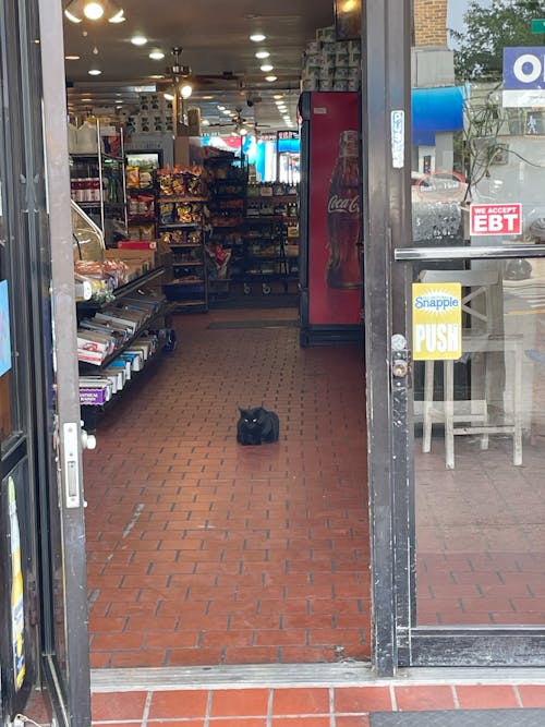 A Bodega Cat Fiercely Guarding His Domain