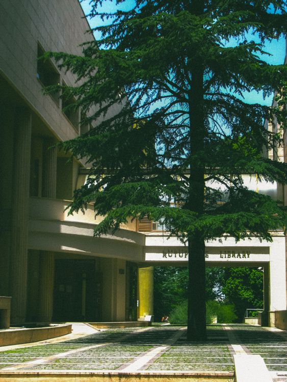 Conifer Library Coniferous Tree in Front of a Library · Free Stock Photo