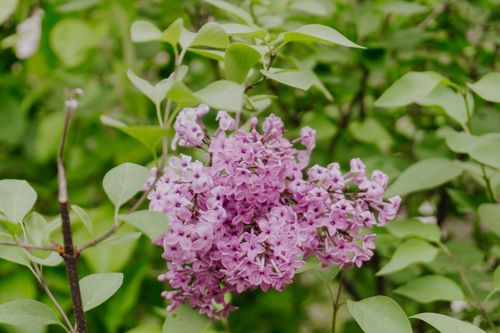 Free Close-up of blooming purple lilac flowers surrounded by lush green foliage, creating a serene garden atmosphere. Stock Photo