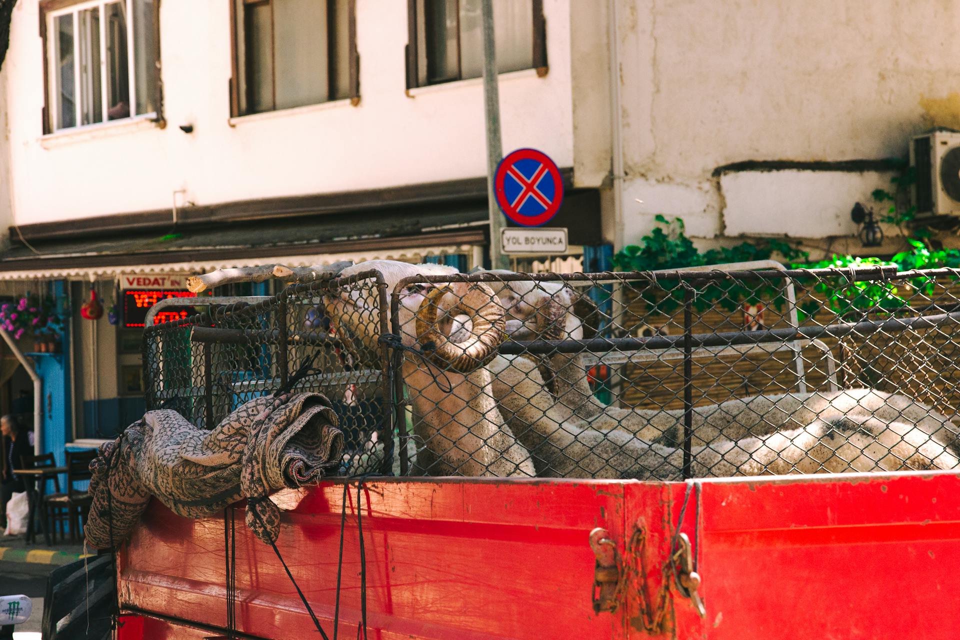 Sheep in a Trailer with a Chainlink Fence