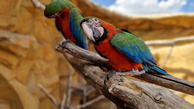 parrot photo