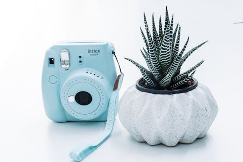 Безкоштовне стокове фото на тему «Fujifilm, instax, домашня рослина»