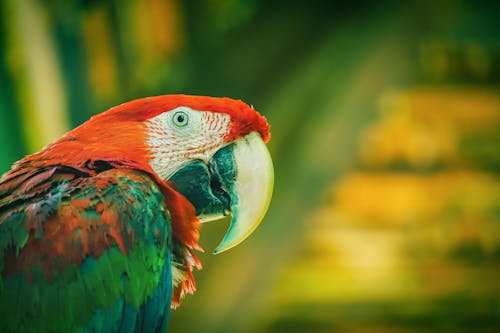 Fotografia Com Foco Seletivo De Um Pássaro