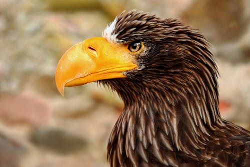 Close-up photography of a giant eagle Adler bird