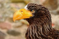 这是一张鹰的特写，清晰地展现了它锋利的喙和引人注目的羽毛