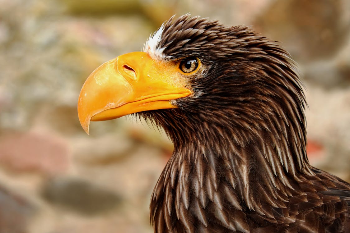 Close-up photography of a giant eagle Adler bird
