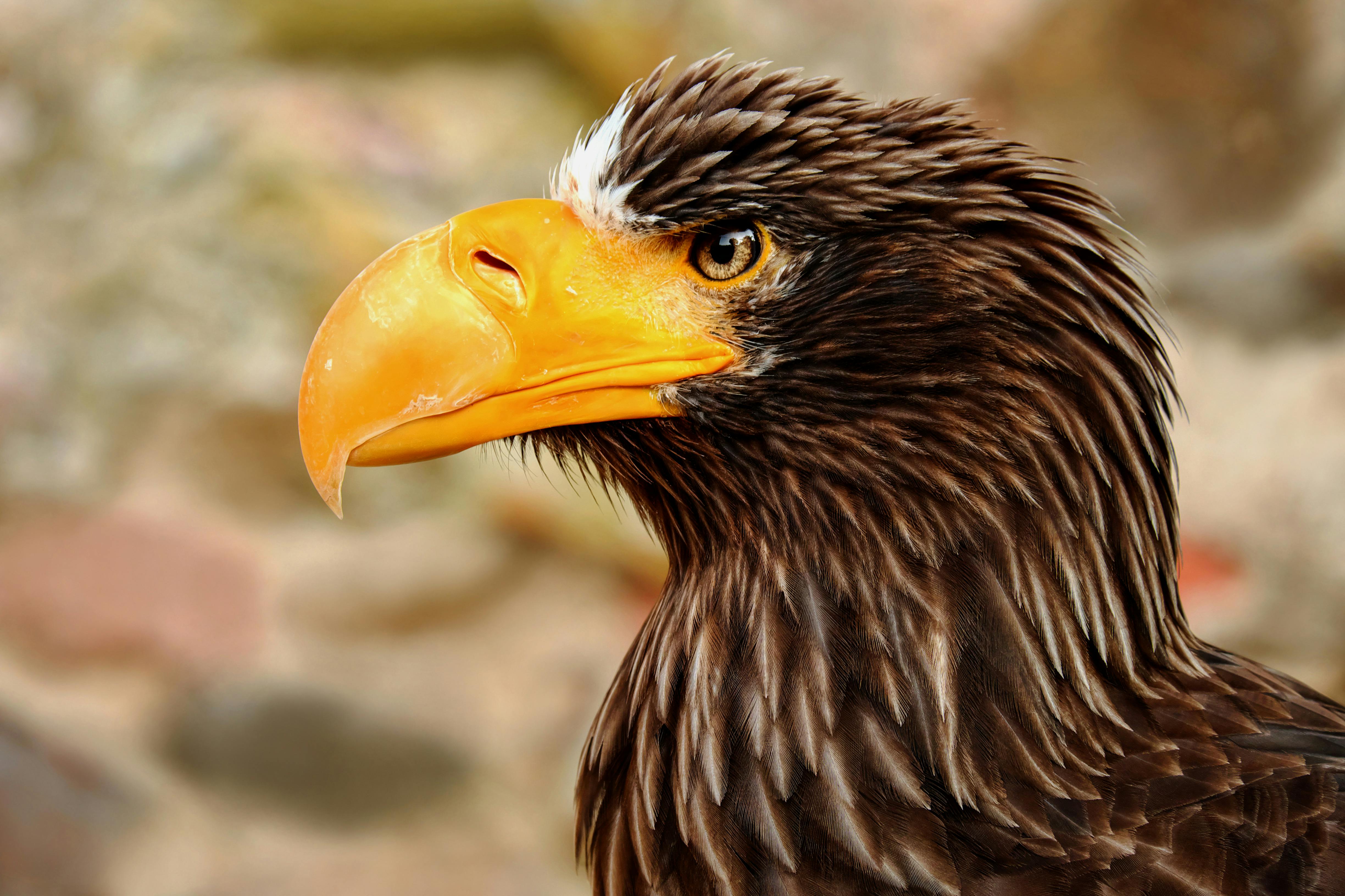 巨大なワシのアドラー鳥のクローズアップ写真 無料の写真素材