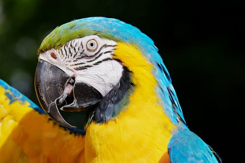 Free Yellow And Blue Macaw Stock Photo