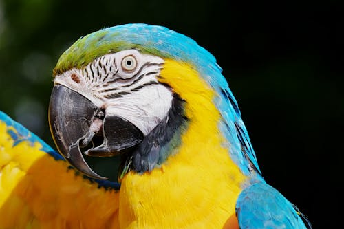 Yellow And Blue Macaw