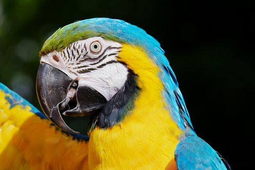 Free Close-up portrait of a vibrant blue and yellow macaw with striking feathers and intense gaze. Stock Photo